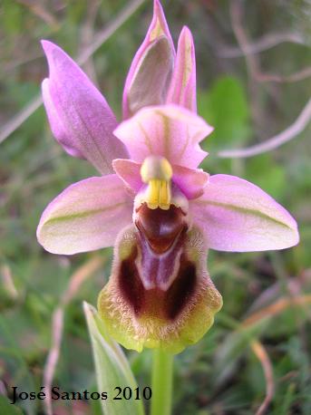 [ophrys+tenthrendinifera_sm.jpg]
