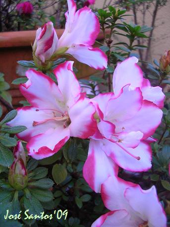 [azaleas_fev09.jpg]