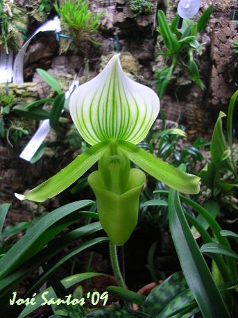 [paphiopedilum_maudiae.jpg]