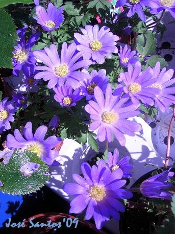 [anemonas.jpg]