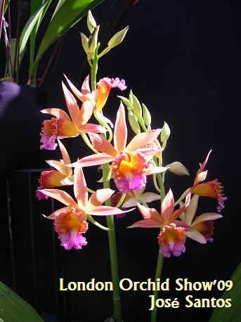[Lorchidshow09_016.jpg]