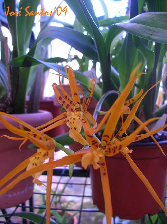 [brassia_x_ada.jpg]