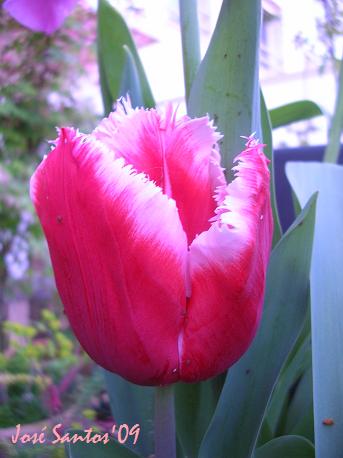 [tulipa_04.jpg]