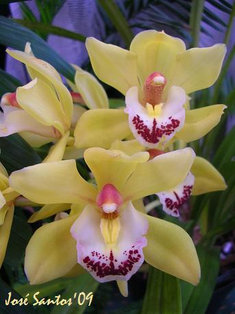 [LOS_cymbidium_01.jpg]
