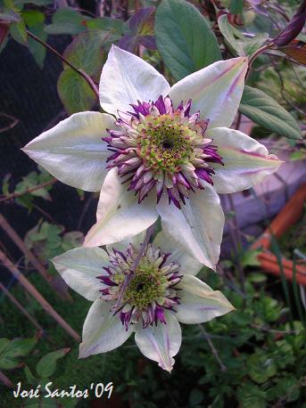 [clematis_sieboldiana_01.jpg]