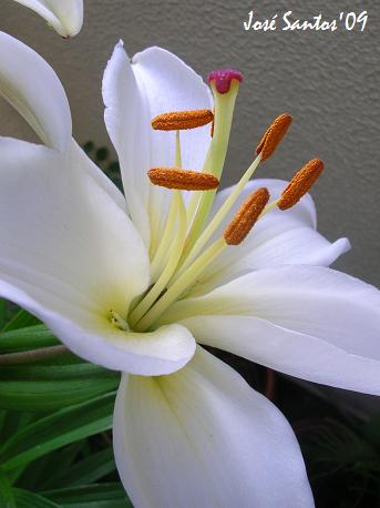 [lilium_branco.jpg]