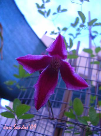 [clematis+pink02.jpg]
