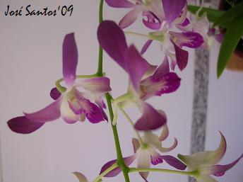[dendrobium_1_3.jpg]