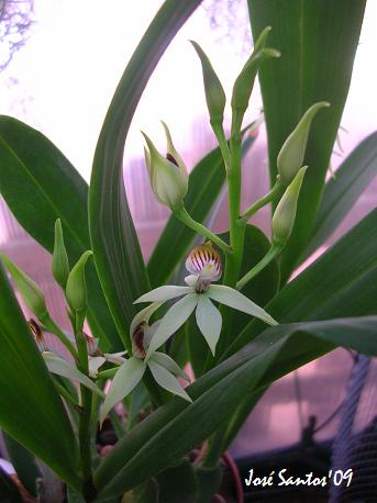 [epidendrum+lancifolium.jpg]