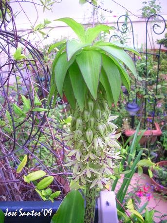 [bulbosa1.jpg]