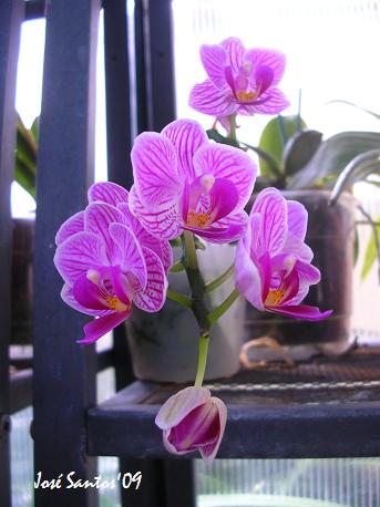 [phalaenopsis_variegata.jpg]