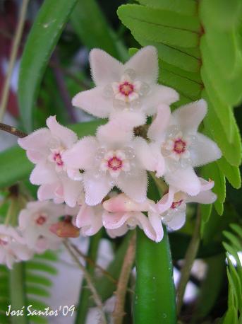 [flordecera3.jpg]
