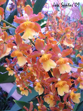[oncidium.jpg]