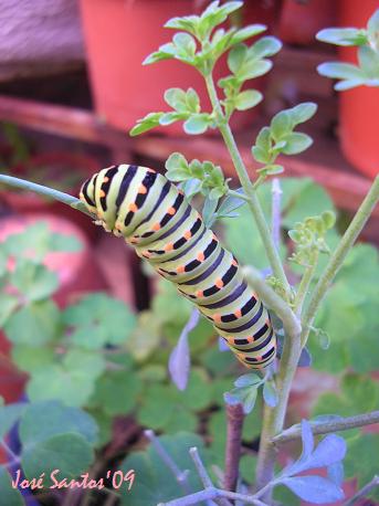 [papilio+machaon+01.jpg]