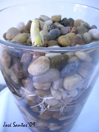 [narcisos_agua_out09.jpg]