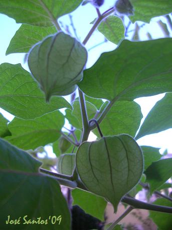[physalis+01.jpg]