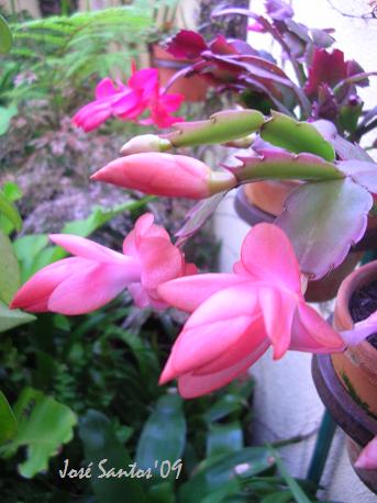 [cactos+floresta.jpg]
