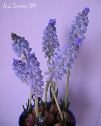[muscari_01.jpg]