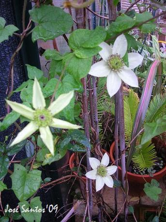 [clematis_01.jpg]