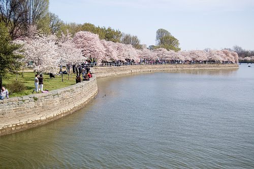 National Cherry Blossom