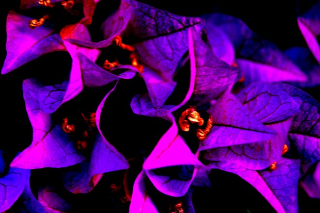 AGOST 2008: FLORS ENCESES