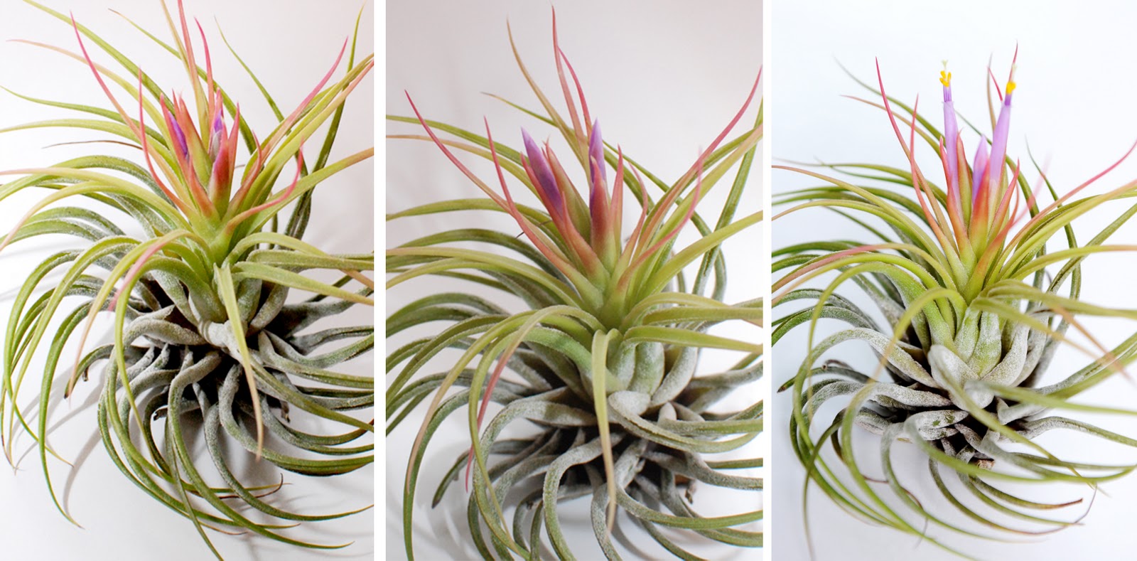 Paper Raindrops Air plant bloom