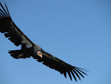 California Condor # 72