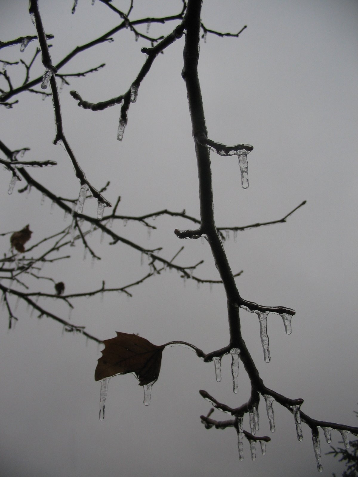 [Icicles+(3).JPG]