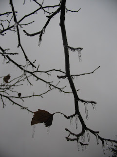 winter tree icilcles