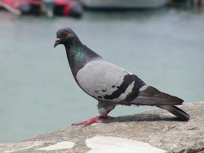 Pigeon,Feral.jpg
