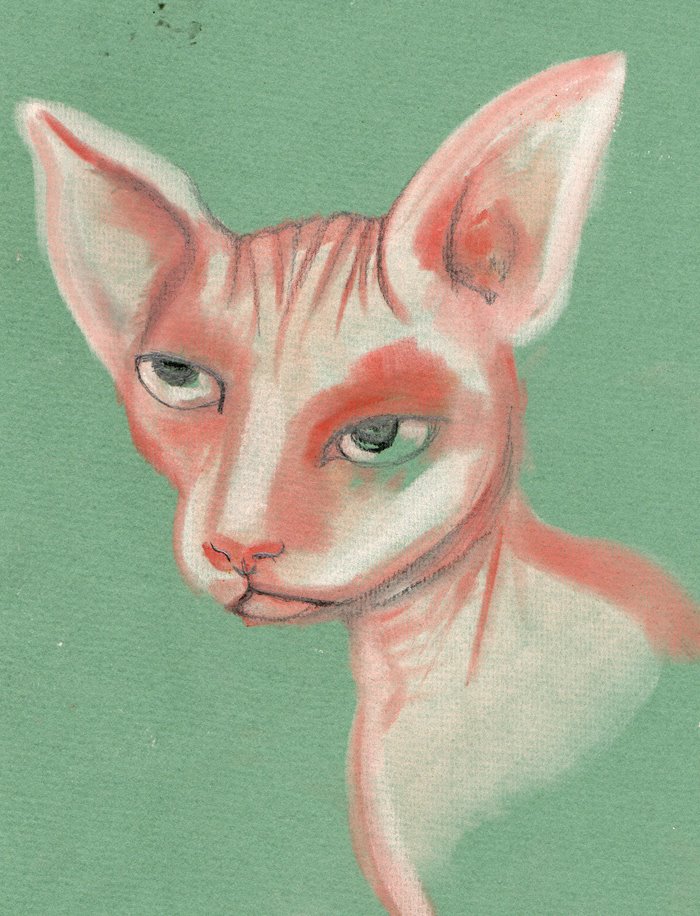 [kitty]