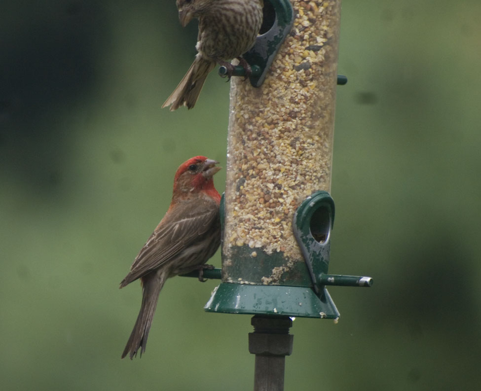 what do house finches eat 28 images what do baby house what do house finches eat 28 images what do baby house