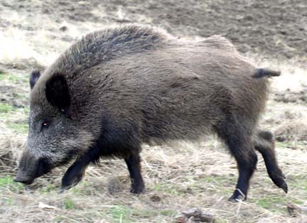 Boar Pig