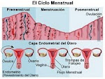 El Ciclo Menstrual
