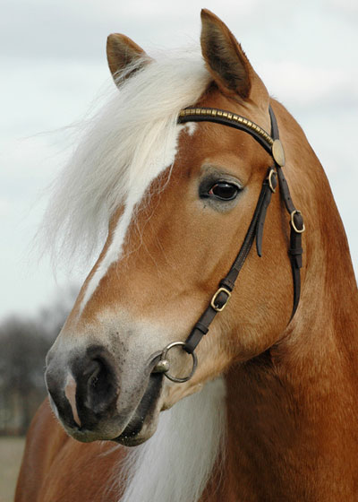 Cavallo Paris Hilton