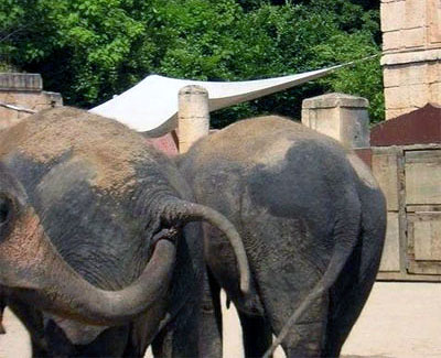 I massaggi dell'elefante