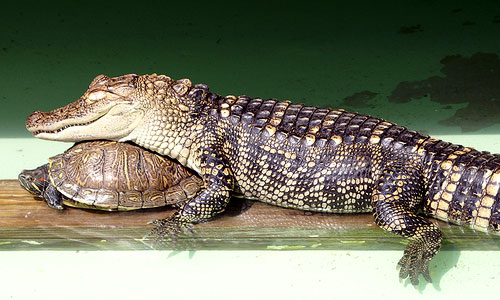 Coccodrillo che si è messo comodo