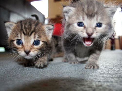Questi gattini hanno visto qualcosa. Cosa?