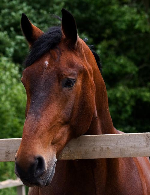 Cavallo che inizia a preoccuparsi