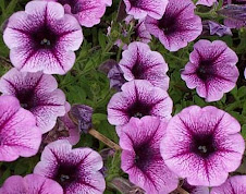 petunia hybrida