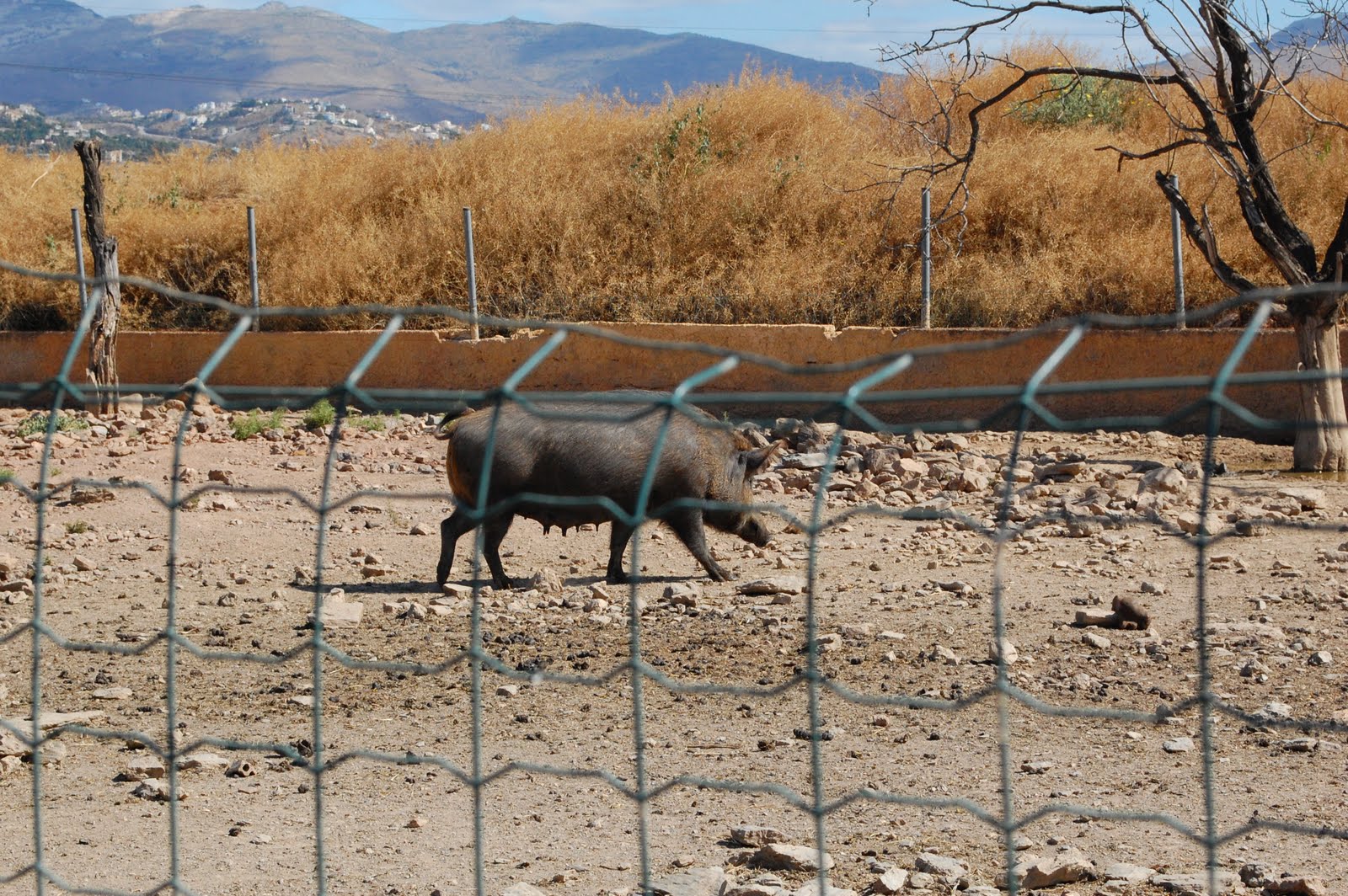 Greece Animals