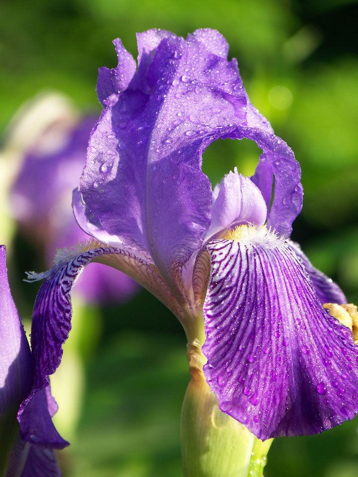 Anisti Ibuno Flowers Heather Plants