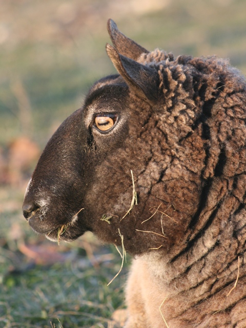 cheviot sheep association