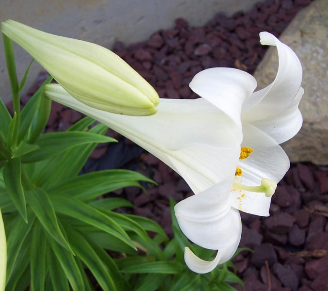 clip art easter lily. White-Easter-Lily