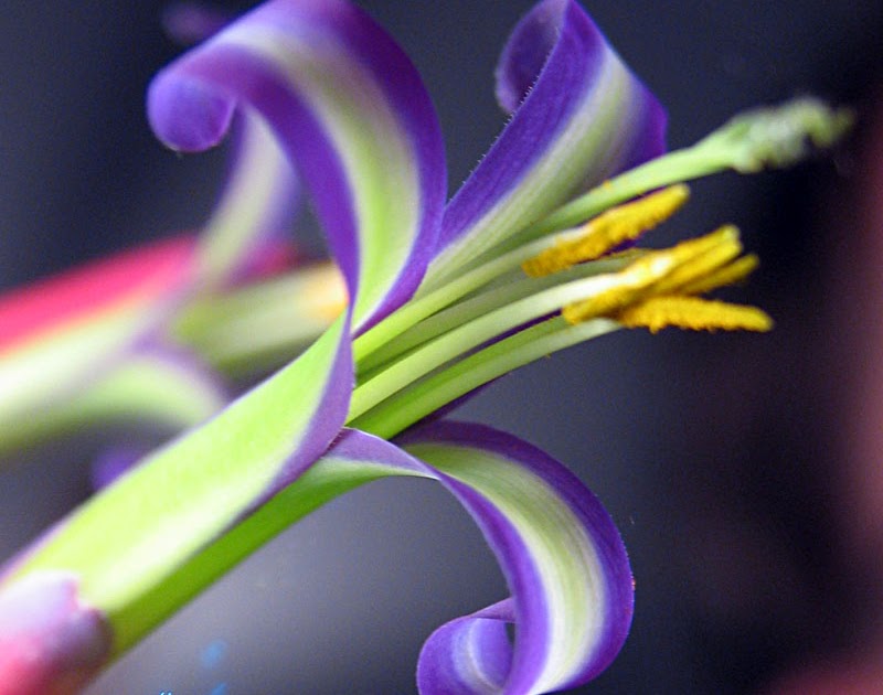 Poppular Photography Exotic Queens Tears Flower