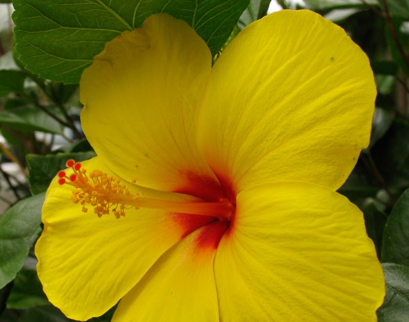Poppular Photography Yellow Flower in Washington