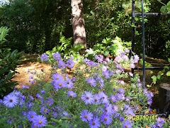 asters and windowboxes