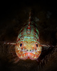 LizardFish