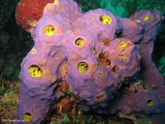 Porifera - Sponges