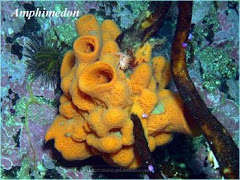 Porifera Amphimedon